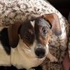 dachshund_dealz